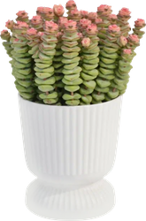 Изображение товара Растение горшечное Крассула Марниериана микс d=11см