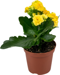 Изображение товара Растение горшечное Каланхоэ махровый d=8см