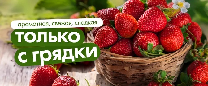 Сезон клубники