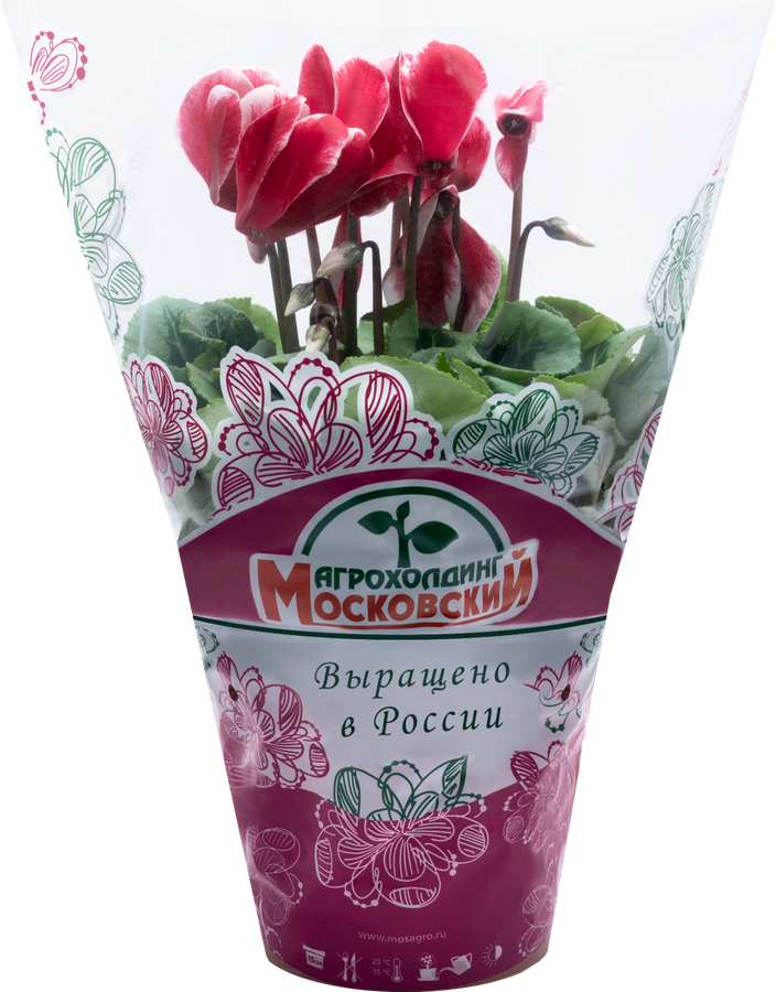 Растение в горшке Цикламен d=15см